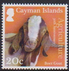 Boer Goat (Capra aegagrus hircus)