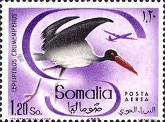 Marabou Stork (Leptoptilus crumeniferus)