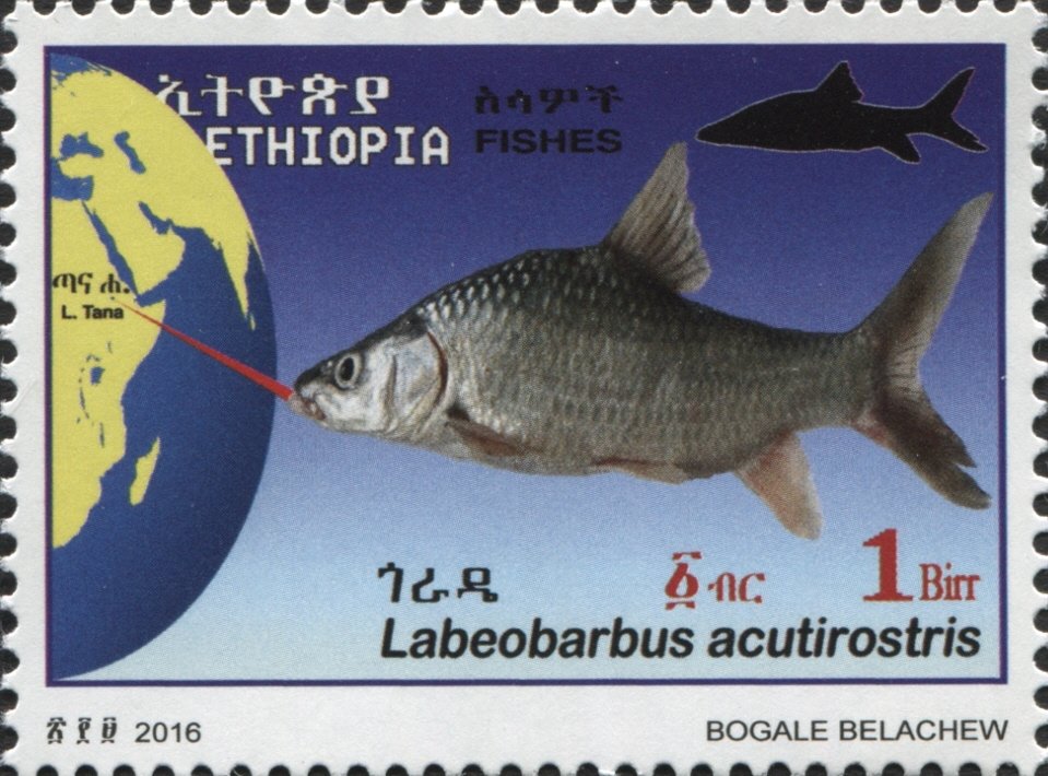Fish