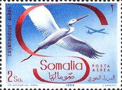 Great Egret (Casmerodius albus)