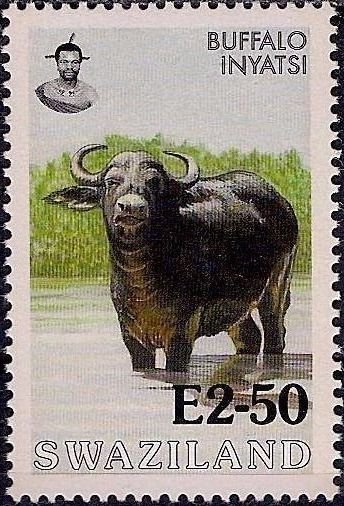 Buffalo.