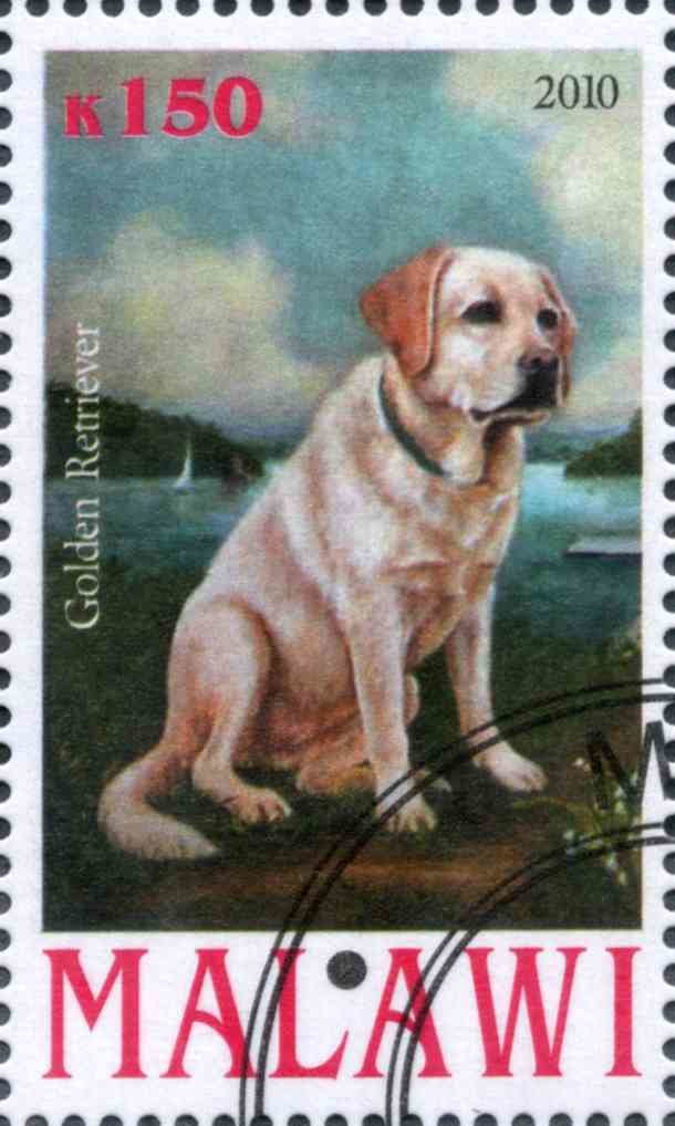 Golden Retriever