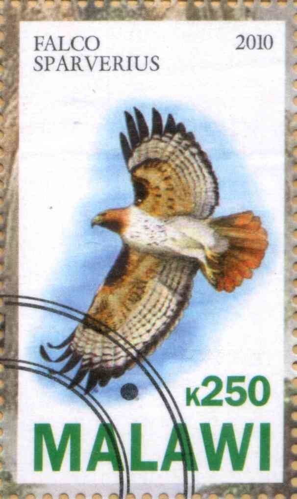 Falco Sparverius