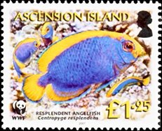 Resplendent pygmy angelfish (Centropyge resplendens)