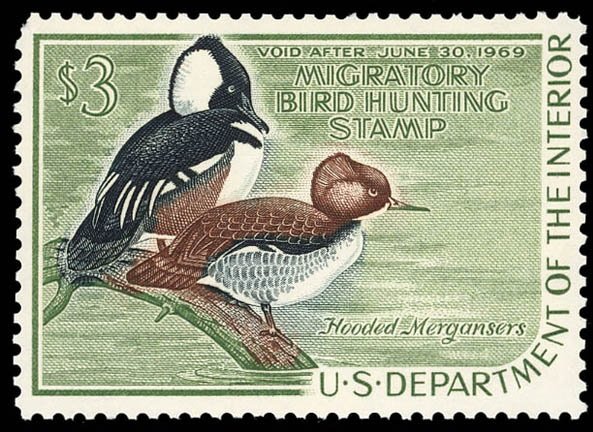 Hooded Merganser (Lophodytes cucullatus)