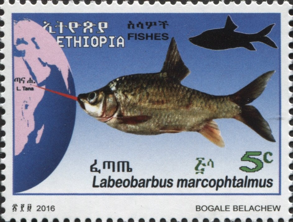 Fish