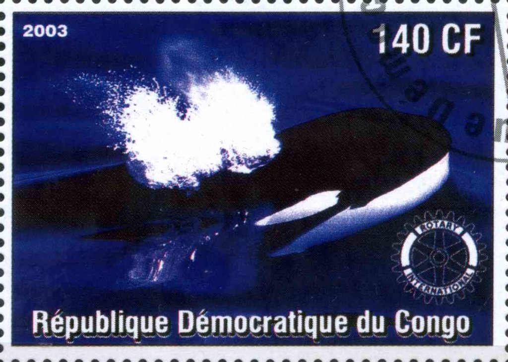 Whale