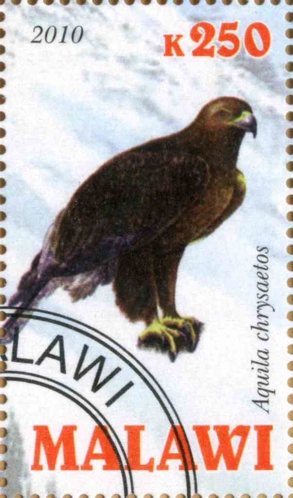 Aquila chrysaetos