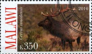 Stamp, Cervus cannadensis, Cinderellas,  , Animals (Fauna)