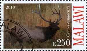 Stamp, Cervus cannadensis, Cinderellas,  , Animals (Fauna)
