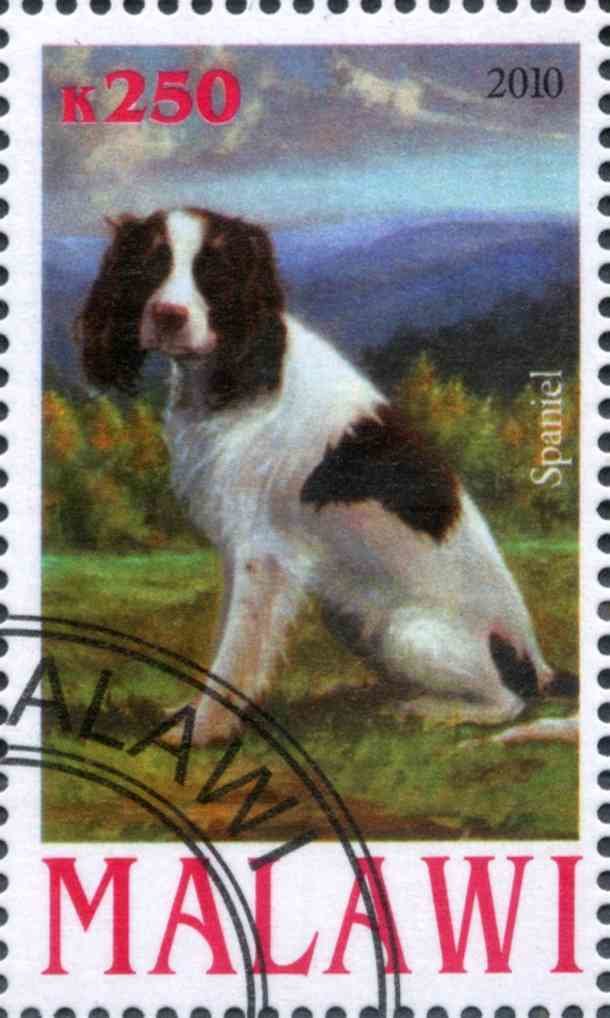 Spaniel