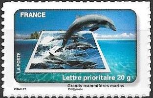 Dolphin (large marine mammals)
