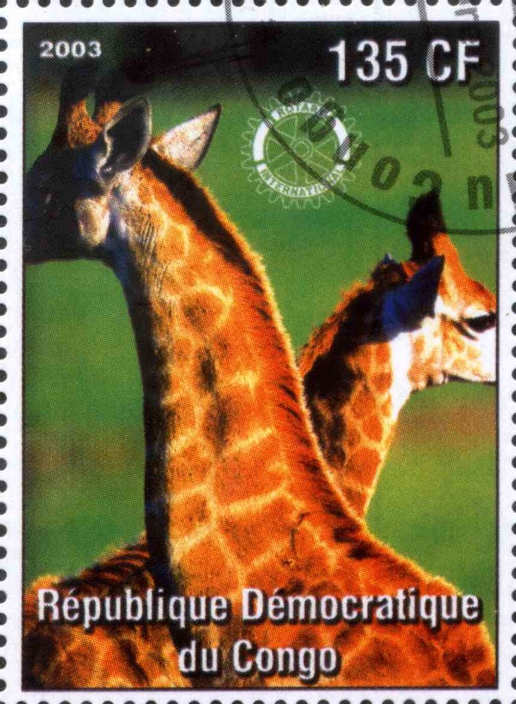 Giraffes