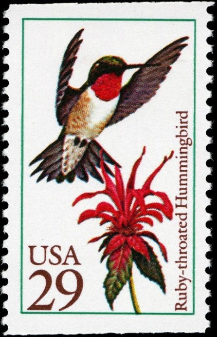 Ruby-throated Hummingbird (Archilochus colubris)