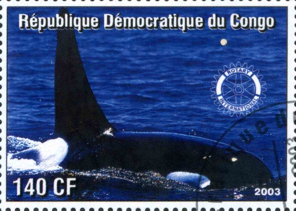 Whale