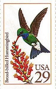 Broad-billed Hummingbird (Cynanthus latirostris)