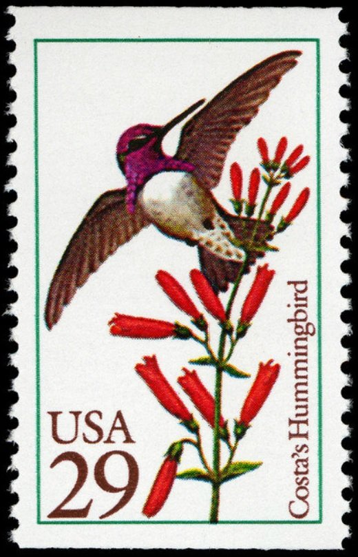Costa's Hummingbird (Archilochus costae)