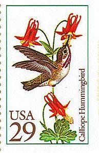 Calliope Hummingbird (Stellula calliope) 
