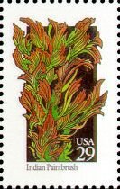 Wildflowers:Indian Paintbrush
