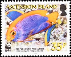 Resplendent pygmy angelfish (Centropyge resplendens)