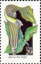 Wildflowers:Jack-In-The-Pulpit