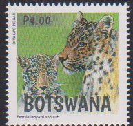 Leopards of Botswana