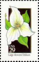 Wildflowers:Large Trillium