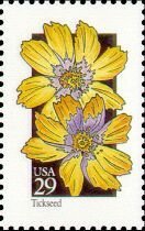 Wildflowers:Tickseed