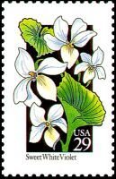 Wildflowers:Sweet White Violet