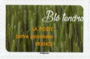 Blé tendre