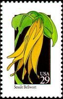 Wildflowers:Sweet Bellwort