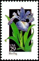 Wildflowers:Blue Flag