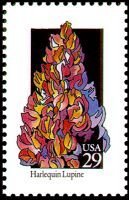Wildflowers:Harlequin Lupine