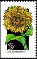 Wildflowers:Common Sunflower