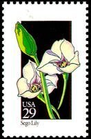 Wildflowers:Sego Lily