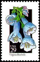 Wildflowers:Virgina Bluebell