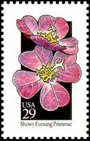 Wildflowers:Showy Eve Primrose