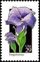 Wildflowers:Fringed Gentian