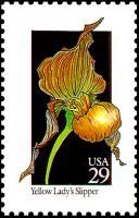 Wildflowers:Lady's Slipper
