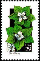 Wildflowers:Bunchberry