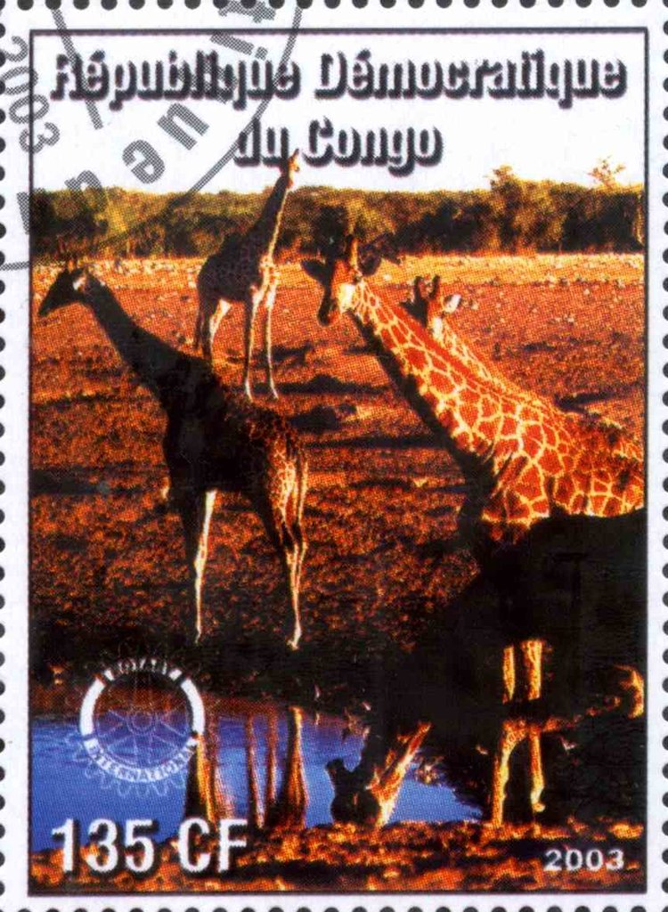 Giraffes