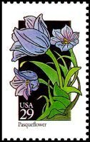 Wildflowers:Pasqueflower