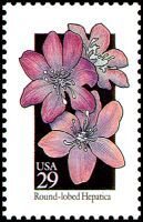 Wildflowers:Rnd Lobed Hepatica