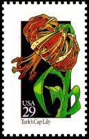 Wildflowers:Turk Cap Lily