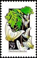 Wildflowers:Dutchman Breeches