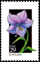 Wildflowers:Jacob's Ladder