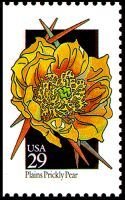 Wildflowers:Prickly Pear