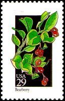 Wildflowers:Bearberry