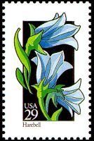 Wildflowers:Harebell