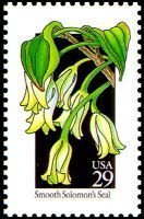 Wildflowers:Solomon's Seal